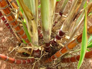 Sugarcane red outwire by Matt Jacoby