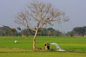 Irrigation Bangladesh